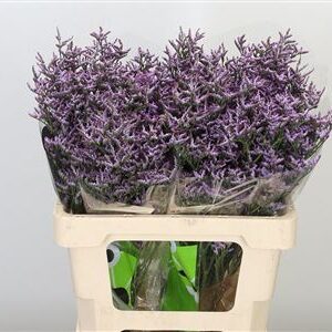 Limonium Saf Lilac 70 cm – produkt Uviažto