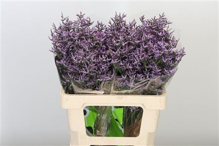 Limonium Saf Lilac 70 cm – produkt Uviažto