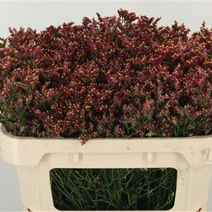 Limonium Sin Maxima Diamond 70 cm – produkt Uviažto