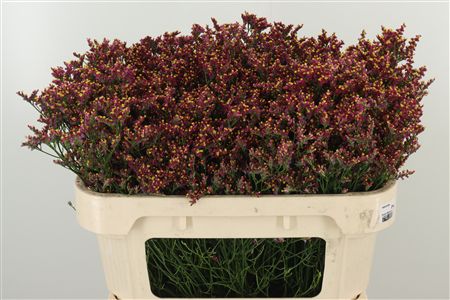Limonium Sin Maxima Diamond 70 cm – produkt Uviažto