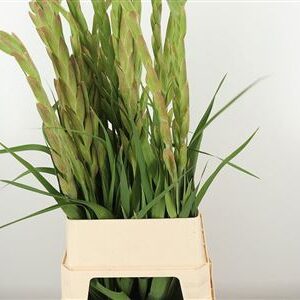 Gladiola Gr Queen Elizabeth 110 cm – produkt Uviažto