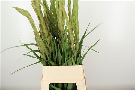 Gladiola Gr Queen Elizabeth 110 cm – produkt Uviažto