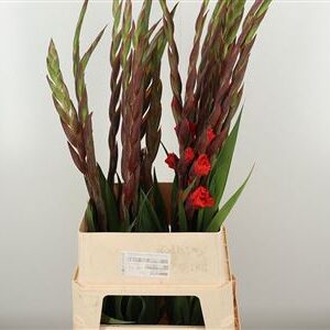 Gladiola Santander 110 cm – produkt Uviažto