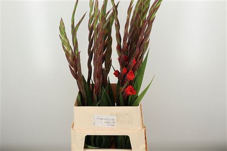 Gladiola Santander 110 cm – produkt Uviažto