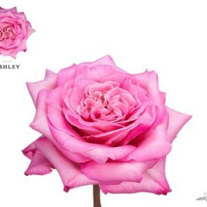 Ruža Garden Ashley 50 cm