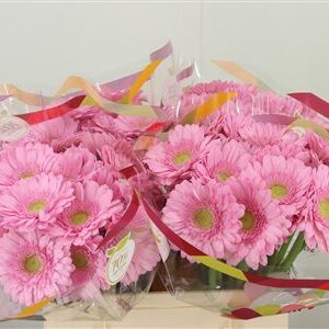 Gerbera Myla 50 cm – produkt Uviažto