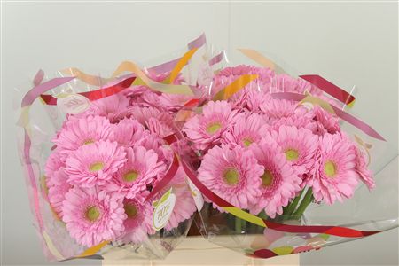 Gerbera Myla 50 cm – produkt Uviažto