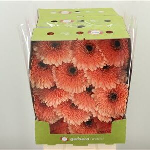 Gerbera Pom Peach Ball 50 cm – produkt Uviažto