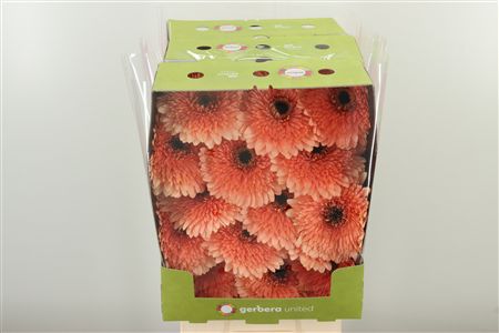 Gerbera Pom Peach Ball 50 cm – produkt Uviažto