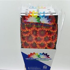 Gerbera Juanita 50 cm – produkt Uviažto