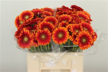 Gerbera Juanita 50 cm Gerbera Juanita 50 cm – produkt Uviažto