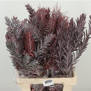 Acacia Luna D‘ Argento Autumn 60 cm – produkt Uviažto