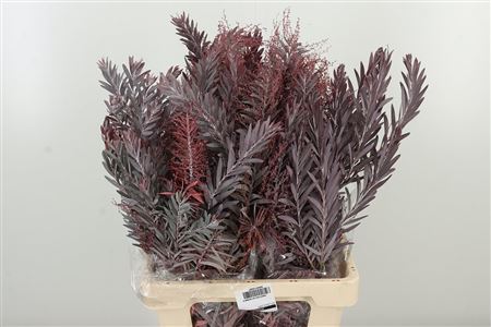 Acacia Luna D' Argento Autumn 60 cm Acacia Luna D‘ Argento Autumn 60 cm – produkt Uviažto