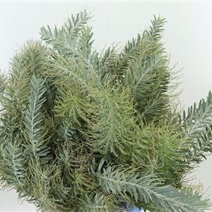Acacia Luna D‘ Argento 60 cm – produkt Uviažto