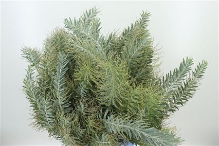 Acacia Luna D' Argento 60 cm Acacia Luna D‘ Argento 60 cm – produkt Uviažto
