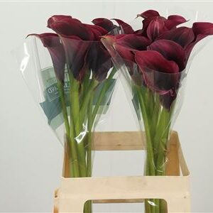 Kala Amazone 65 cm – produkt Uviažto