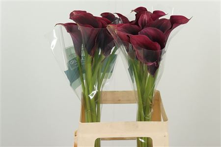 Kala Amazone 65 cm Kala Amazone 65 cm – produkt Uviažto