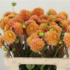 Dahlia Beatrice 60 cm – produkt Uviažto