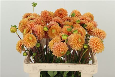 Dahlia Beatrice 60 cm – produkt Uviažto