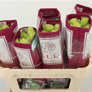 Ruža Green Romance 60 cm – produkt Uviažto