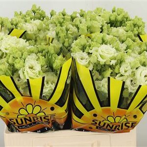 Eustoma Alissa Green 65 cm