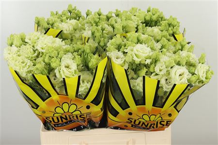 Eustoma Alissa Green 65 cm – produkt Uviažto