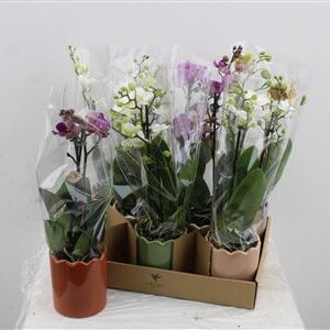 Orchidea Phalaenopsis Mix 2 stonky Horizon Ceramic – produkt Uviažto