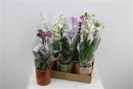 Orchidea Phalaenopsis Mix 2 stonky Horizon Ceramic Orchidea Phalaenopsis Mix 2 stonky Horizon Ceramic – produkt Uviažto