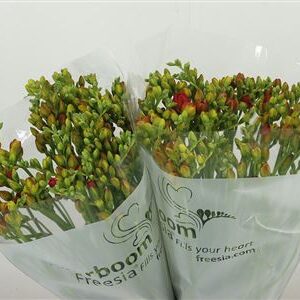 Frézia Romantic Orange 52 cm – produkt Uviažto
