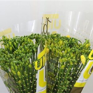 Frézia Soleil 52 cm – produkt Uviažto