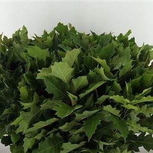 Quercus Rubra 80 cm – produkt Uviažto