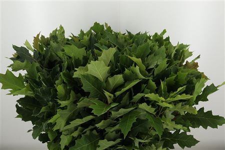 Quercus Rubra 80 cm Quercus Rubra 80 cm – produkt Uviažto