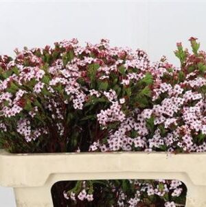 Kaaps Erica Four Sisters 50 cm – produkt Uviažto
