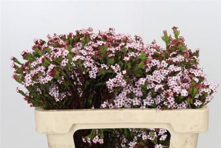 Kaaps Erica Four Sisters 50 cm Kaaps Erica Four Sisters 50 cm – produkt Uviažto
