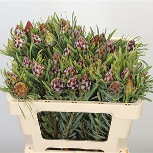 Kaaps Plumosum 50 cm – produkt Uviažto