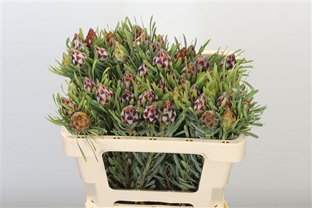 Kaaps Plumosum 50 cm Kaaps Plumosum 50 cm – produkt Uviažto