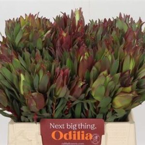 Leucadendron Highlight 40 cm – produkt Uviažto