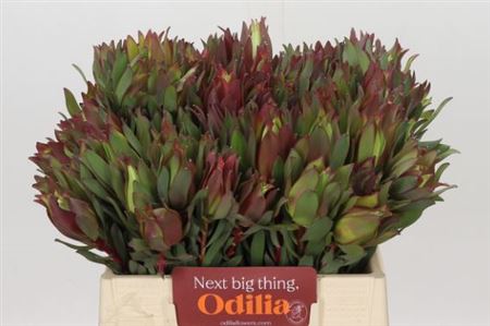 Leucadendron Highlight 40 cm Leucadendron Highlight 40 cm – produkt Uviažto