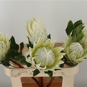Protea Cynaroides Artic Ice 50 cm – produkt Uviažto