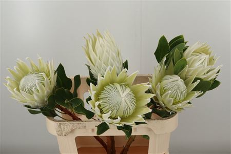 Protea Cynaroides Artic Ice 50 cm Protea Cynaroides Artic Ice 50 cm – produkt Uviažto