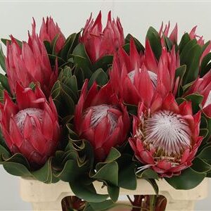 Protea Cynaroides Madiba 60 cm – produkt Uviažto