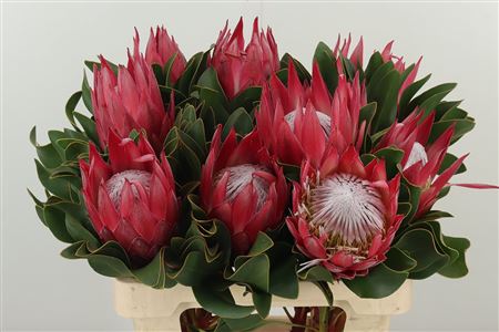Protea Cynaroides Madiba 60 cm Protea Cynaroides Madiba 60 cm – produkt Uviažto