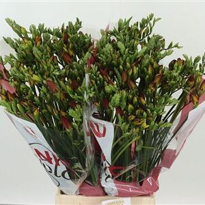 Frézia Fuego Red 54 cm – produkt Uviažto