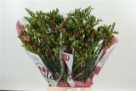 Frézia Fuego Red 54 cm Frézia Fuego Red 54 cm – produkt Uviažto