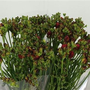 Frézia Mandarine 52 cm – produkt Uviažto