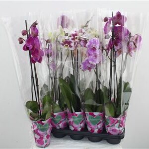 Orchidea Phalaenopsis Mix 2 stonky Basic – produkt Uviažto