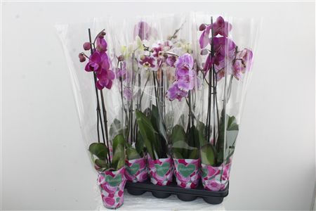 Orchidea Phalaenopsis Mix 2 stonky Basic Orchidea Phalaenopsis Mix 2 stonky Basic – produkt Uviažto