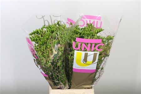Frézia Rosario 52 cm Frézia Rosario 52 cm – produkt Uviažto