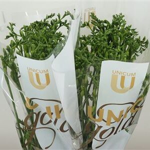 Frézia Diamond River 54 cm – produkt Uviažto