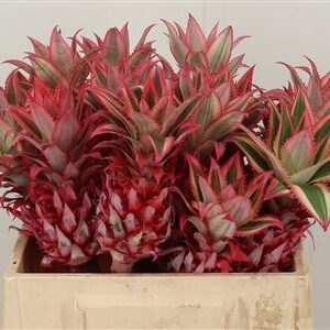 Ananas Compacta 40 cm – produkt Uviažto